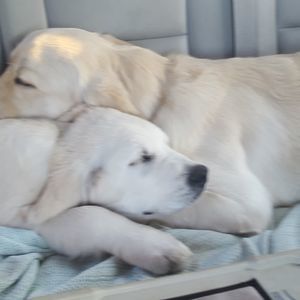 Meet your Posher, Laurie